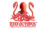 Reef Octopus